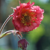 Geum 'Bell Bank'