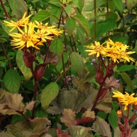 Ligularia dentata 'Britt-Marie Crawford'