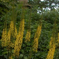 Ligularia przewalskii