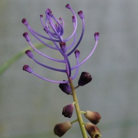 Muscari comosum