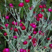 Lychnis coronaria atrosanguineum 'Cerise'