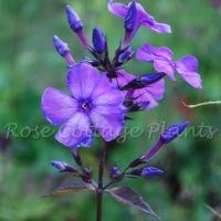 Phlox paniculata 'Blue Paradise'