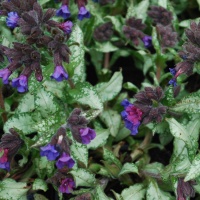 Pulmonaria longifolia 'Diana Clare'