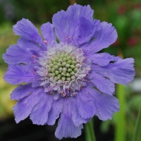 Scabiosa caucasica 'Perfecta Blue'