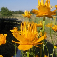 Trollius chinensis 'Golden Queen' AGM