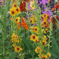 Verbascum 'Cotswold Queen'