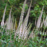 Veronicastrum virginicum 'Pink Glow'