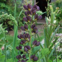 Baptisia 'Dutch Chocolate'