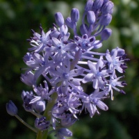 Scilla litardierei (syn. pratensis)