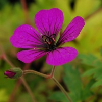 Geranium 'Ann Thomson' AGM