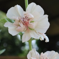 Alcalthaea suffrutescens ‘Parkallee’