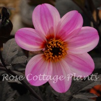 Dahlia 'Mystic Dreamer'