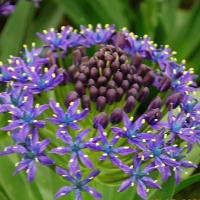 Scilla peruviana