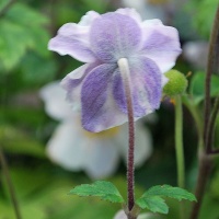 Anemone 'Ruffled Swan'