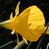 Narcissus bulbocodium conspicuus AGM