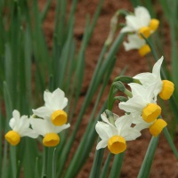 Narcissus canaliculatus