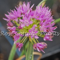 Allium carolinianum 'Rosy Dream'