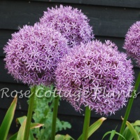 Allium 'Dutchman'