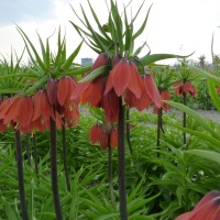 Fritillaria imperialis 'Red Beauty'