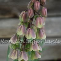 Fritillaria persica Green Dreams