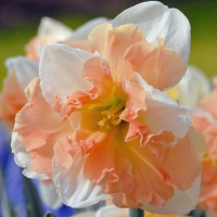 Narcissus 'Apple Pie'