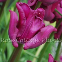 Tulipa 'Negrita Crown' ('Crown of Negrita')