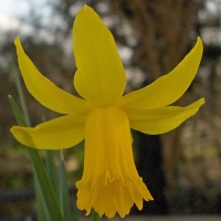 Narcissus 'February Gold' AGM