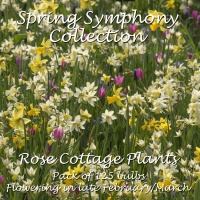 Collection 'Spring Symphony'