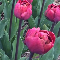 Tulipa 'Ridgedale'