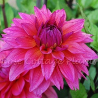 Dahlia 'Feline Yvonne'