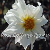 Dahlia 'Little Swan'