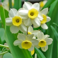 Narcissus 'Minnow' AGM