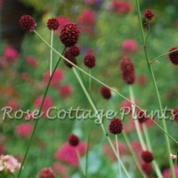 Sanguisorba officinalis ‘Martin’s Mulberry’