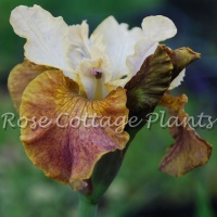 Iris sibirica ‘Peacock Jerry Murphy’