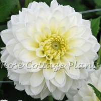 Dahlia 'Polar Ice'