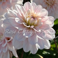 Dahlia 'Silver Years'