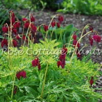 Dicentra formosa 'Bacchanal'  