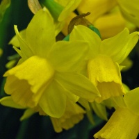 Narcissus 'Tete a Tete' AGM