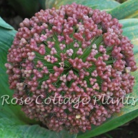 Allium karataviense Red Giant