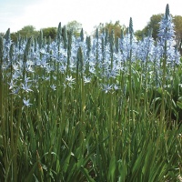 Camassia leichtlinii 'Blue Candle'