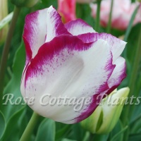 Tulipa 'Affaire'