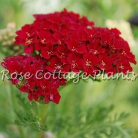 Achillea 'Pomegranate'