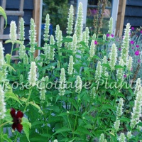 Agastache Alabaster’