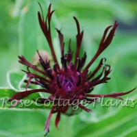 Centaurea montana 'Jordy'