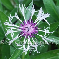 Centaurea montana 'Purple Heart'