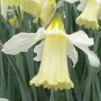 Narcissus 'W.P.Milner' Narcissus 'W.P.Milner'