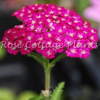 Achillea millefolium ‘New Vintage Violet’