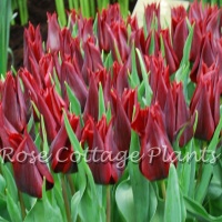 Tulipa 'Lasting Love'