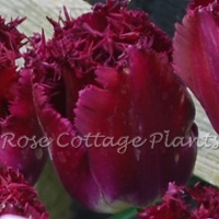 Tulipa 'Purple Crystal'