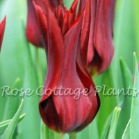 Tulipa 'Sarah Raven'